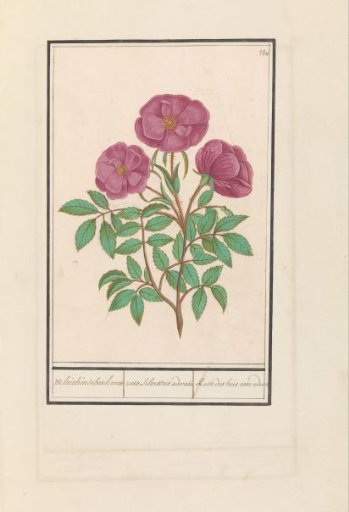 Wild rose (Rosa)