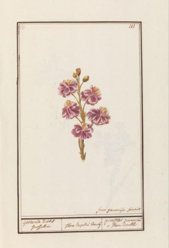 Wallflower (Erysimum cheiri)