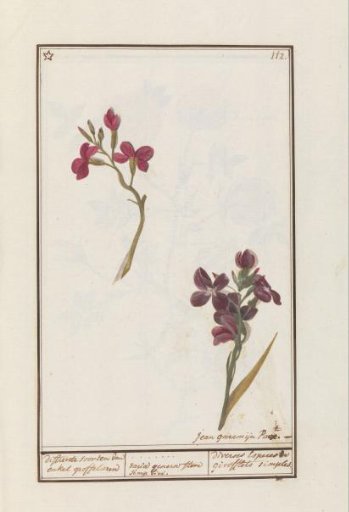 Wallflower (Erysimum cheiri)