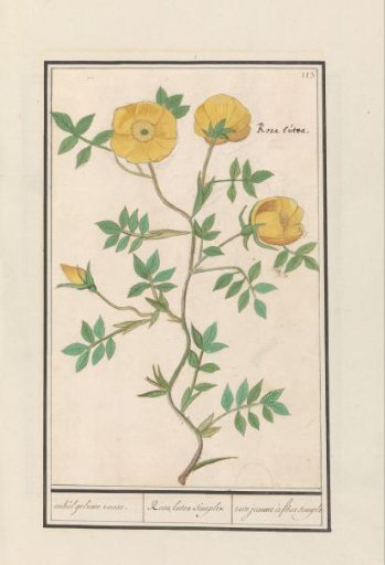 Rose (Rosa)