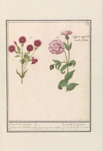Two Carnations (Dianthus)