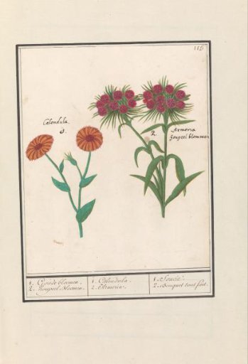 Marigold (Calendula) and Sweet William (Dianthus barbatus)