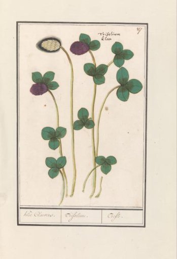 Red Clover (Trifolium pratense)
