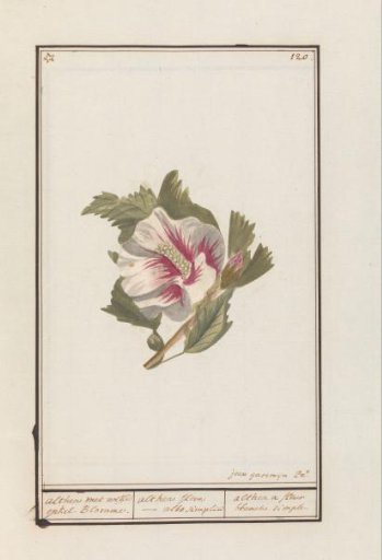 Hibiscus (Hibiscus syriacus)
