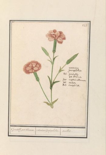 Carnation (Dianthus)