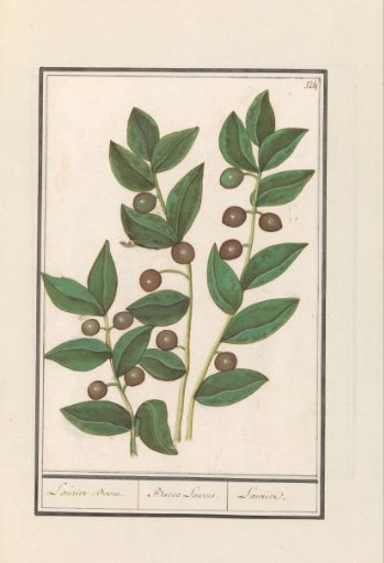 Olive (Olea europaea)