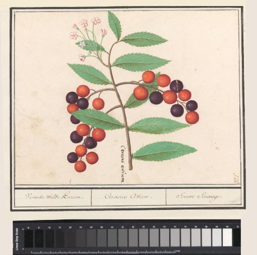 American Bird Cherry (Prunus serotina)