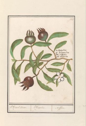 Medlar (Mespilus germanica)