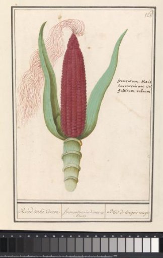 Ornamental Maize (Zea mays)