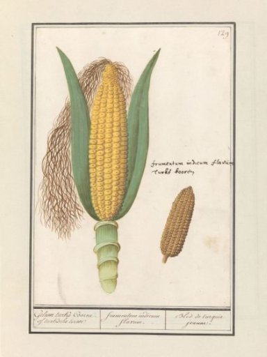 Maize (Zea mays)