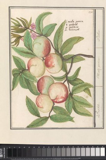 Peaches