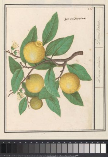 Lemon (Citrus limon)
