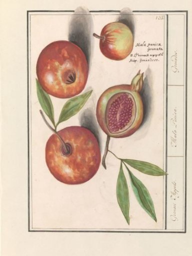 Pomegranate (Punica granatum)