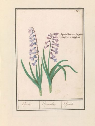 Hyacinth (Hyacinthus orientalis)