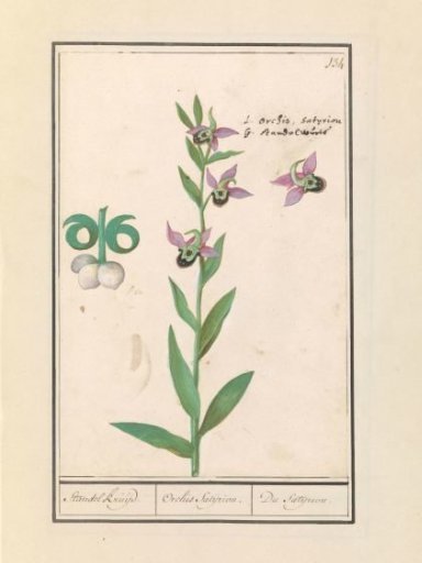 Laughing Bumblebee Orchid (Ophrys bombyliflora) and Anemones (Anemone) | Laughing Bumblebee Orchid (Ophrys bombyliflora)