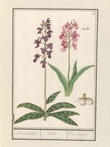 Orchid (Orchidaceae)