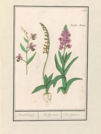 Orchid (Orchidaceae)