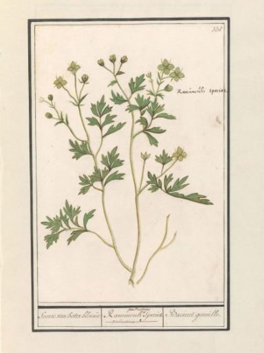 Buttercup (Ranunculus)