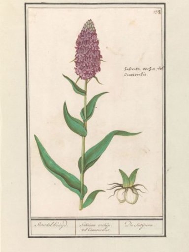 Broad-leaved orchis (Dactylorhiza majalis)
