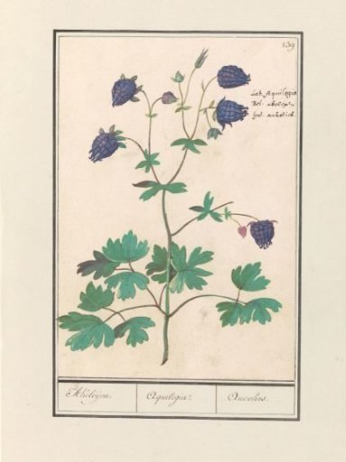 Columbine (Aquilegia)
