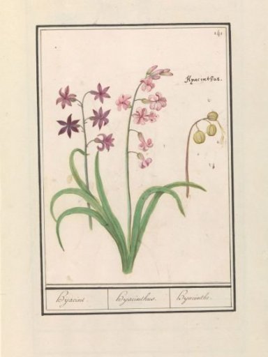 Hyacinth (Hyacinthus orientalis)