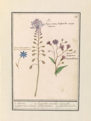Tufted grape hyacinth (Muscari comosum) and cornflower (Centaurie)