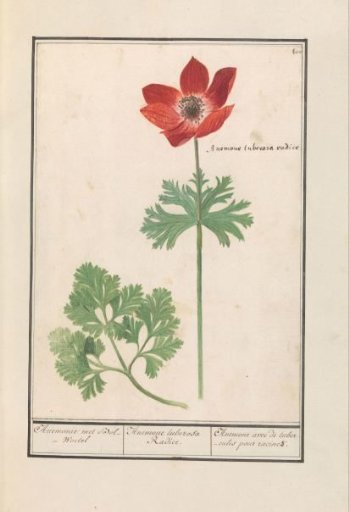 Anemone (Anemone)