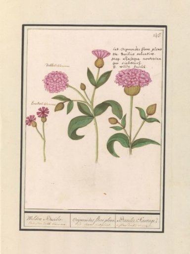 Red campion (Silene dioica)