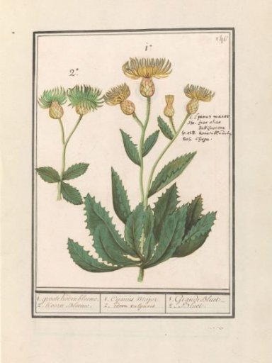 Centaury (Centaurea)