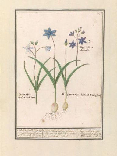 Bluebell (Scilla)
