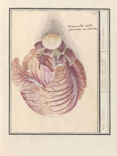 Cabbage (Brassica oleracea)