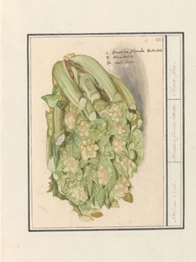 Cauliflower (Brassica oleracea convar. botrytis var. Botrytis)