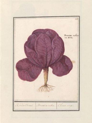 Red Cabbage (Brassica oleracea convar. capitata var. Rubra)