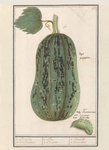 Pumpkin (Cucurbita pepo)