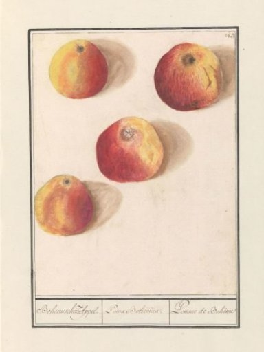 Apple (Malus domestica)