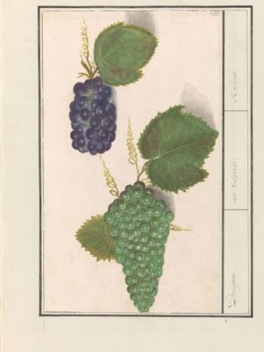 Grape (Vitis vinifera)