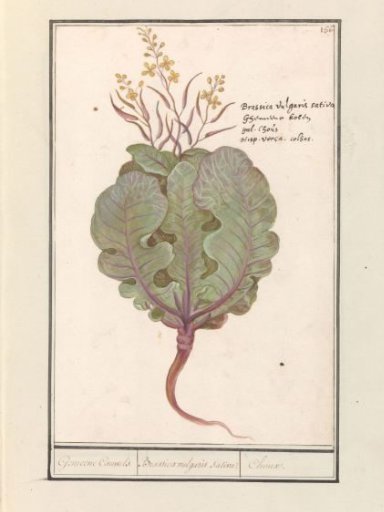 Cabbage (Brassica oleracea)
