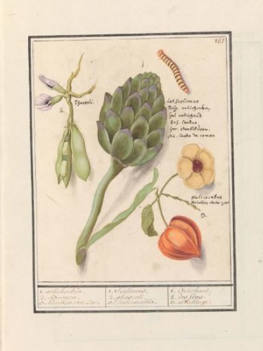 Artichoke (Cynara scolymus), Broad Beans (Vicia faba) and Ground Cherry (Physalis)