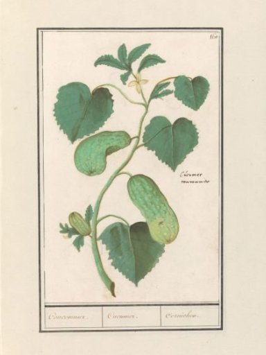 Cucumber (Cucumis sativus)