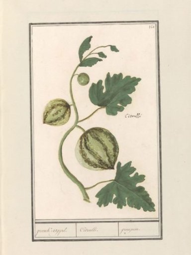 Watermelon (Citrullus vulgaris)