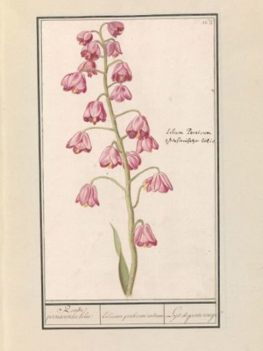 Persian lily (Fritillaria persica)