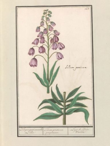 Persian lily (Fritillaria persica)