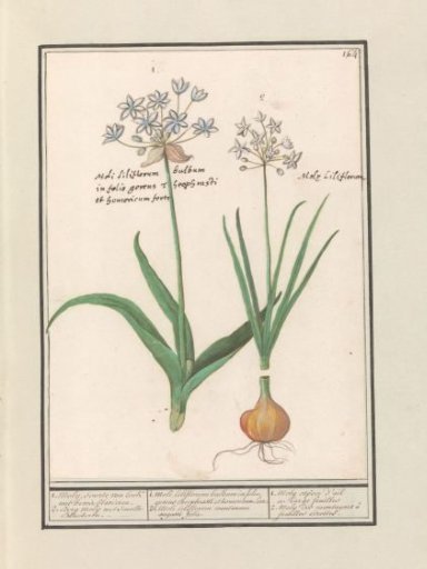 Wild garlic (Allium ursinum)