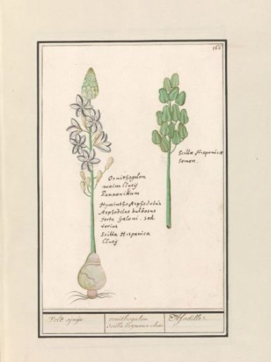 Star hyacinth (Scilla)