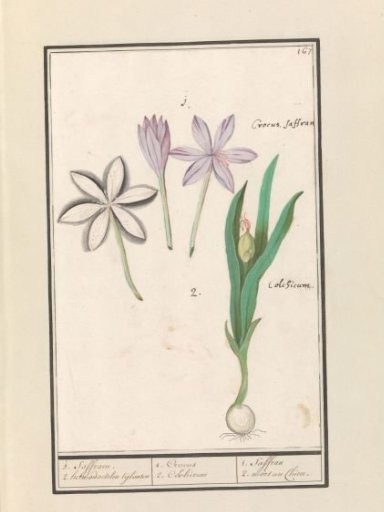 Autumn crocus (Colchicum autumnale)