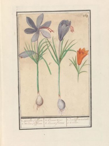 Saffron Crocus (Crocus sativus)