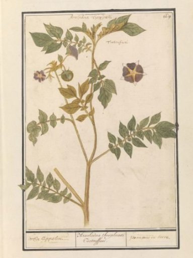 Potato (Solanum tuberosum)