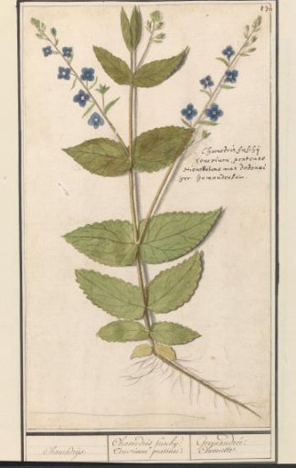 Common Speedwell or Germander Speedwell (Veronica chamaedrys)