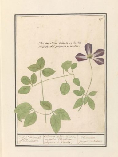 Clematis (Clematis)