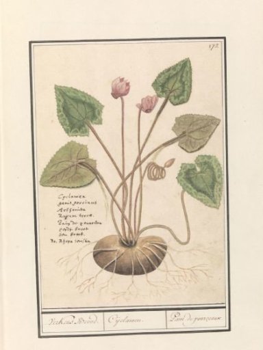 Cyclamen (Cyclamen)